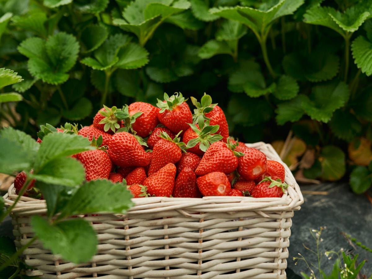 Как выбрать правильных соседей для клубники: друзья и недруги вашей ягоды