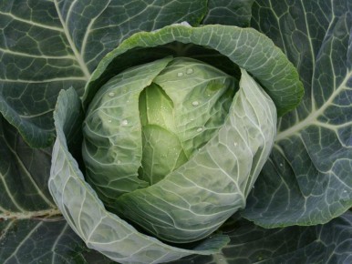 ������� �� ������� ������: ������� ��������� ������