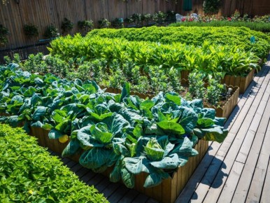 Позднее лето: что посадить в августе для осеннего урожая