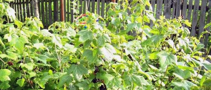 ����������� ������ ��������� � ���������� �����