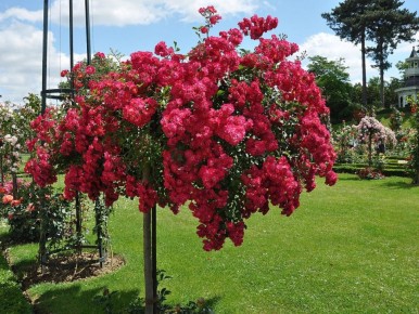 ��������� ������� ���: ������� ��� ������ ��������