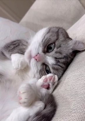 ������ ����, �������!