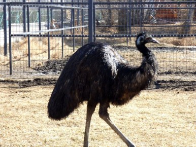 ��� ����� �� ������ �������� �������� � ���������� ��������