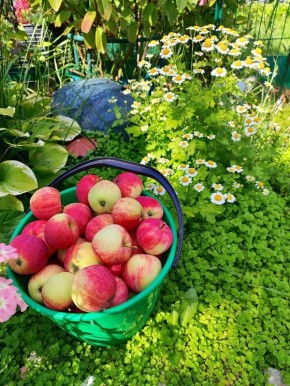 Как подготовить яблоню к зиме: ключевые шаги осеннего ухода