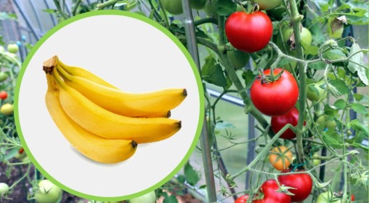 ����������� �������� ���������, � ������� �� �� ������������