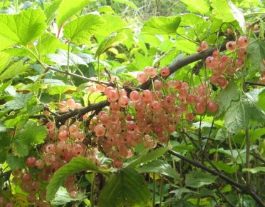 ������� ���������: ������ ���� ���� ����������� ������ ��������