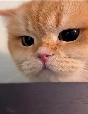 ������ ����, �������!