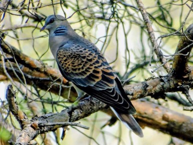 �� �����, ��� ��� �����: ����������� ������� ������������� ������� �������� � ���� ������� ������������