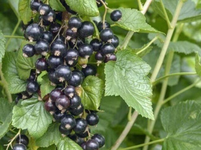 ����������� ������� ������ ���������: ������� ����������� � �������� ����