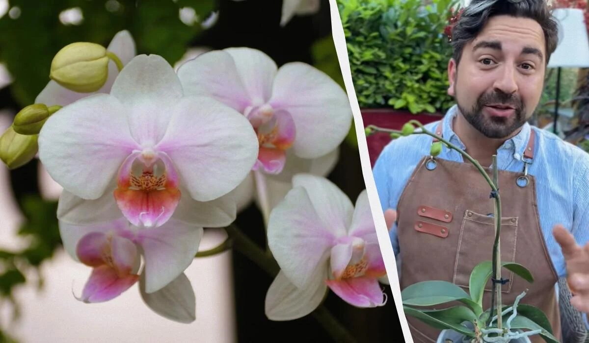 Как заставить орхидеи зацвести во второй раз: секреты садовода