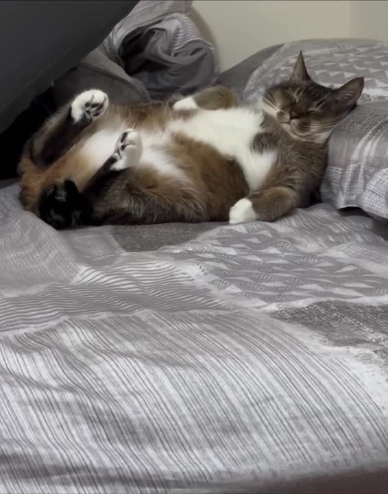 ������ ����, �������!