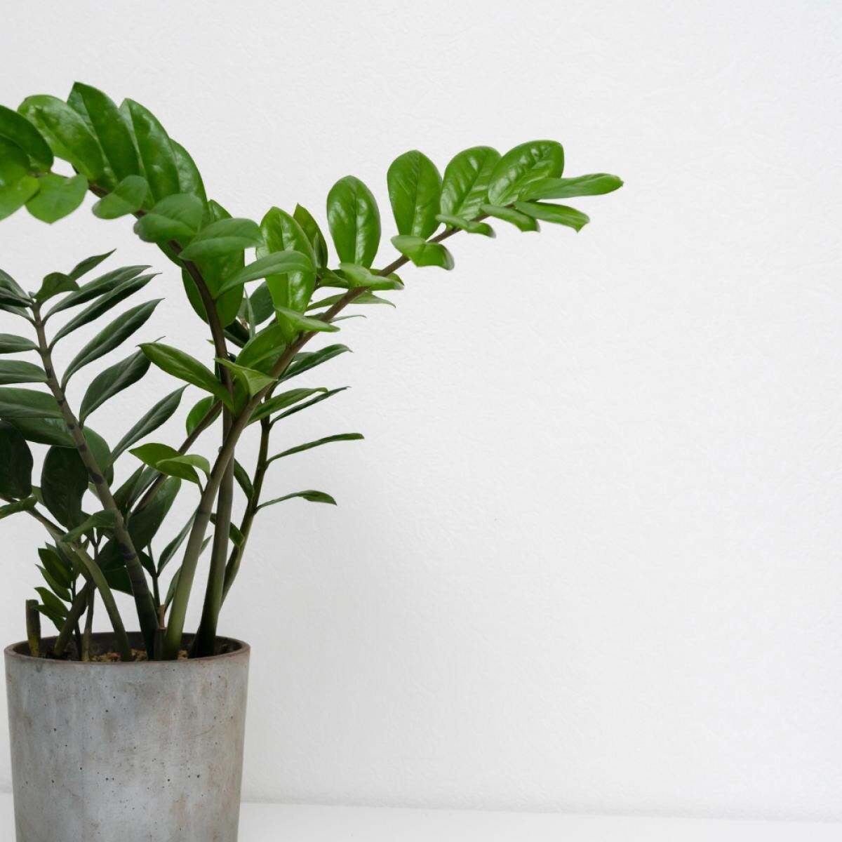 Как растить долларовое дерево без затрат: пошаговое руководство