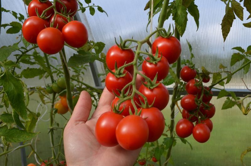 ��� ��������� ���������� ����� �� �������: ������� ��������� �����������