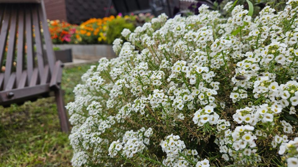 ������ �� �������: ��� ������ ������ � ���� ������� ������� � ����������� �����������