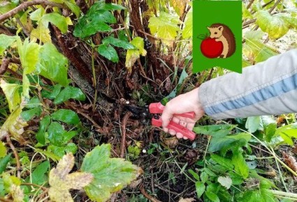 Ошибки, которые могут снизить урожай черной смородины: учитесь на чужих промахах