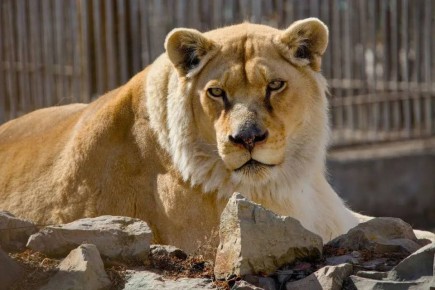 Абаканский зоопарк перешел на летний режим работы