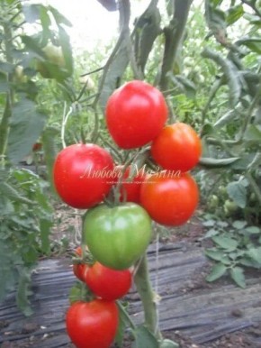 ����� �����: ��� �������� �������� �� �������