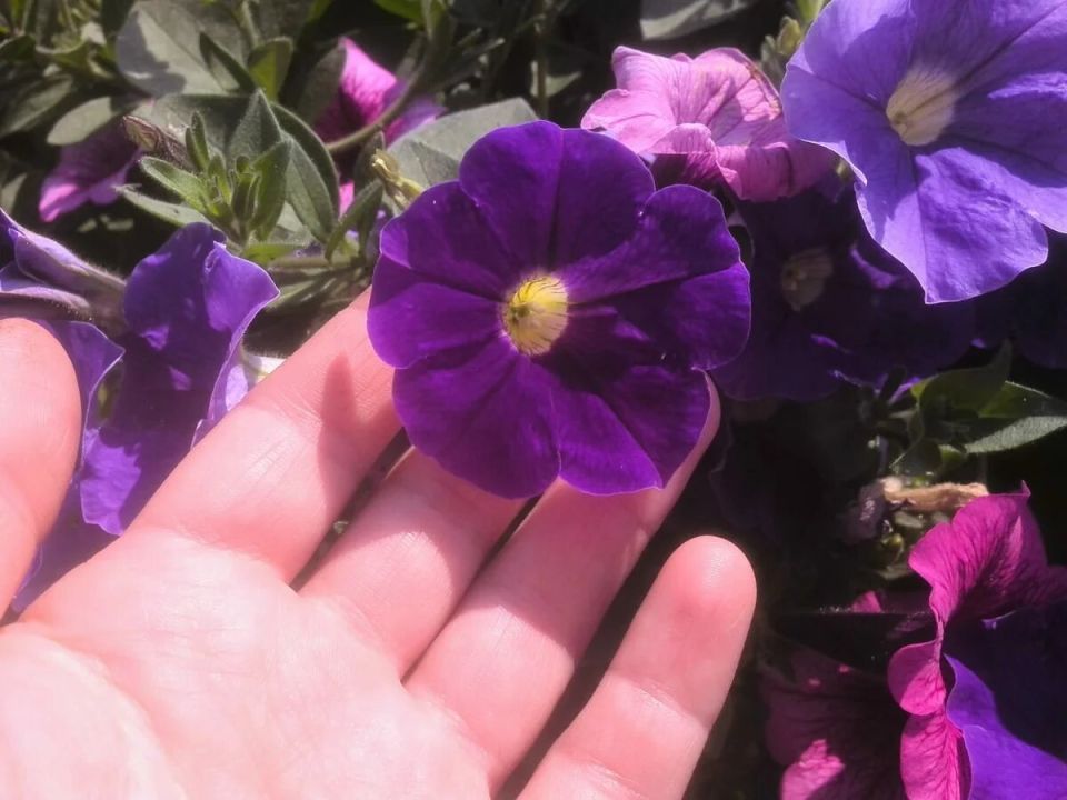 ������� ��������� ����������� �������: ��� �������� ���������������� ������