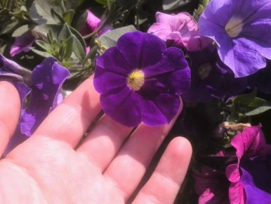 ������� ��������� ����������� �������: ��� �������� ���������������� ������