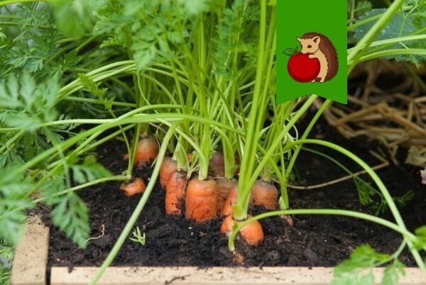 ����� �������� ����� ������� ����� �������: ��������� ������