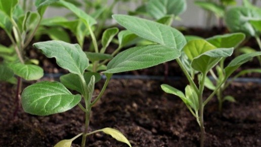 Как вырастить мощную рассаду баклажанов: секреты органических подкормок