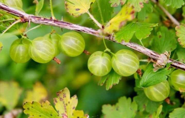 ��� ��������� ������� ���������: ������� ����� � ������ �����