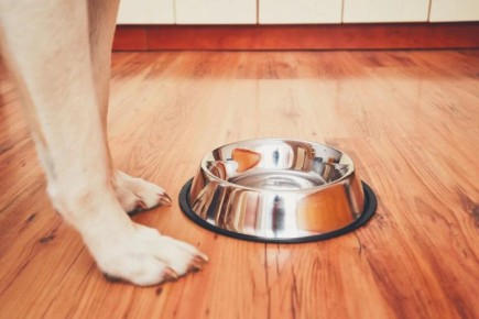 Опасные лакомства: чего нельзя давать собакам