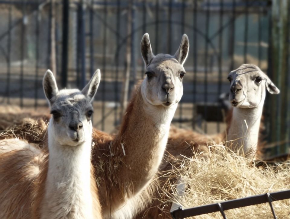 ���������� ������� ������� ���������� ����� �������