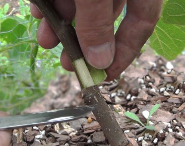 Размножение кустарников с помощью воздушных отводков