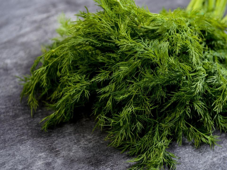 ������ ����� �� ����������� �������� � ������ �����: �������� �������� � �������