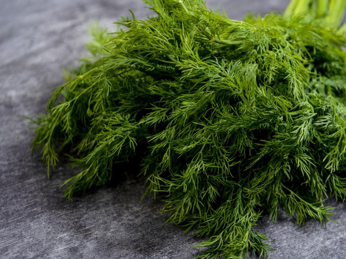 Почему укроп на подоконнике бледнеет и теряет форму: основные проблемы и решения