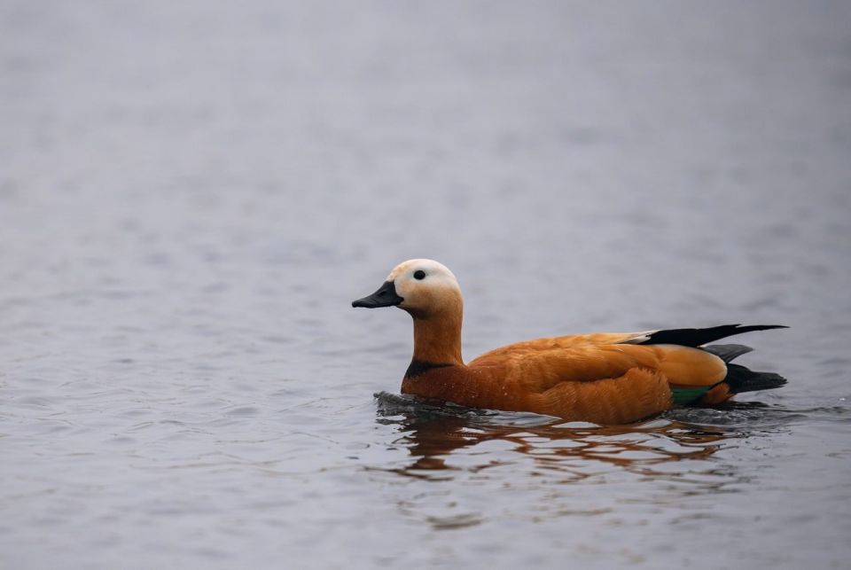 ����� ����� � �������: ������������ ������� ������ ����, ����������� � ������� �����, ���������� � ����������� ����������