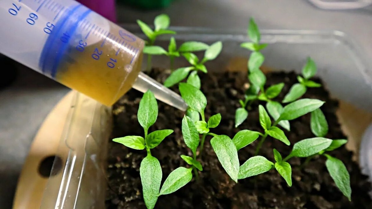 Как не ошибиться в подкормке рассады: советы садоводов