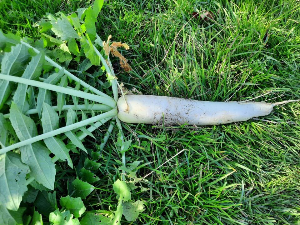 ������ ����� �������� ������ � �������� ������� �� ����� �������