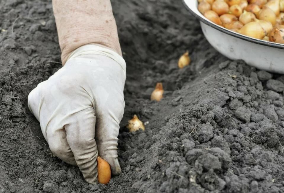 ������� �������� ������ ������� ����