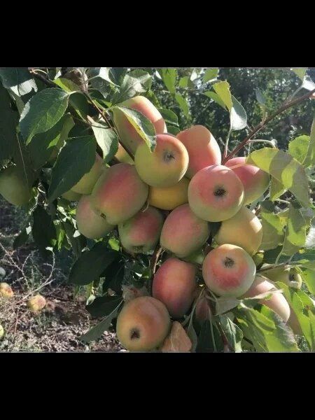 ������� �����: ������ � ������� ������ � ���������� � ��������