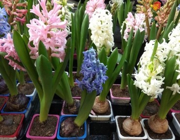 Как мерчендайзеры меняют облик садовых центров в весенний сезон