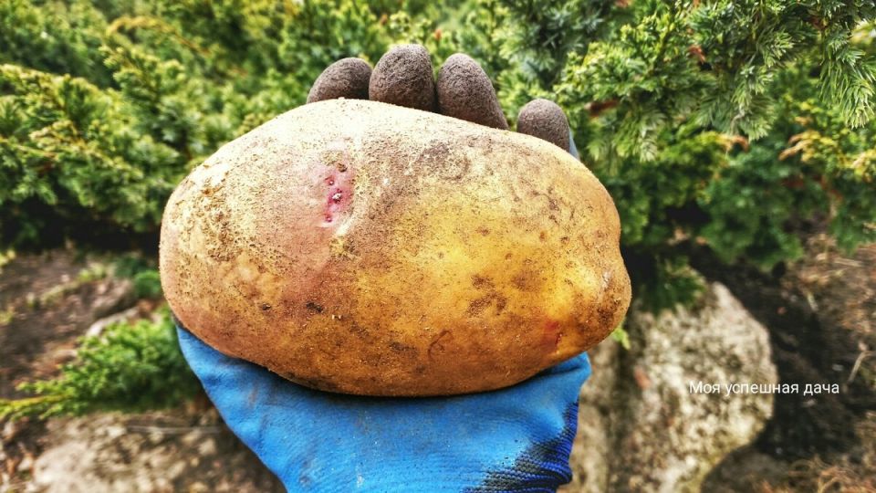 ��������� �������: ������� � ��������� ���� ��� ������ �������