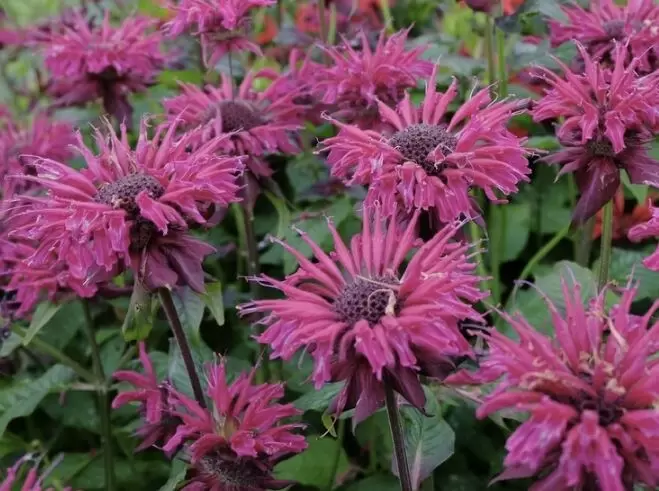 Уход за монардой осенью: советы по подготовке к зиме