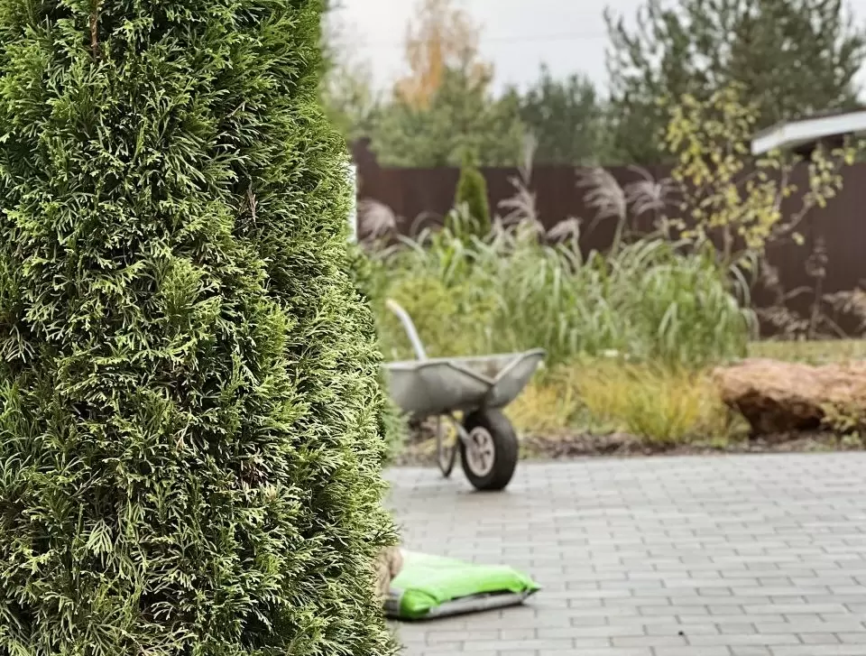 Создайте сад своей мечты: шаги к идеальному ландшафту с Ирсон Лазаревой