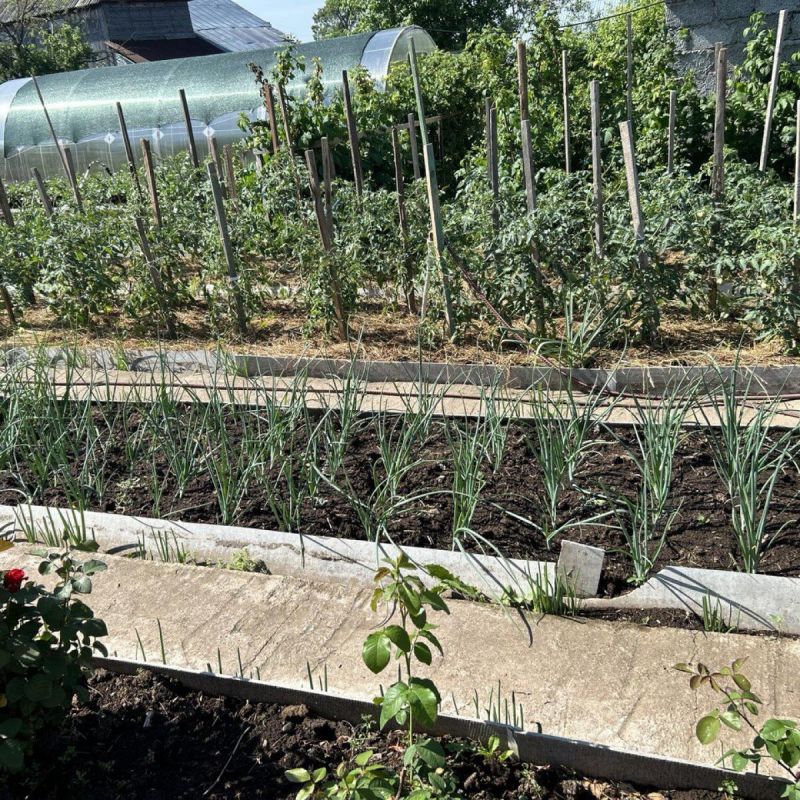 ��� ������������ ��������� ������ ��� ������ ������: ������� ������������ ����������