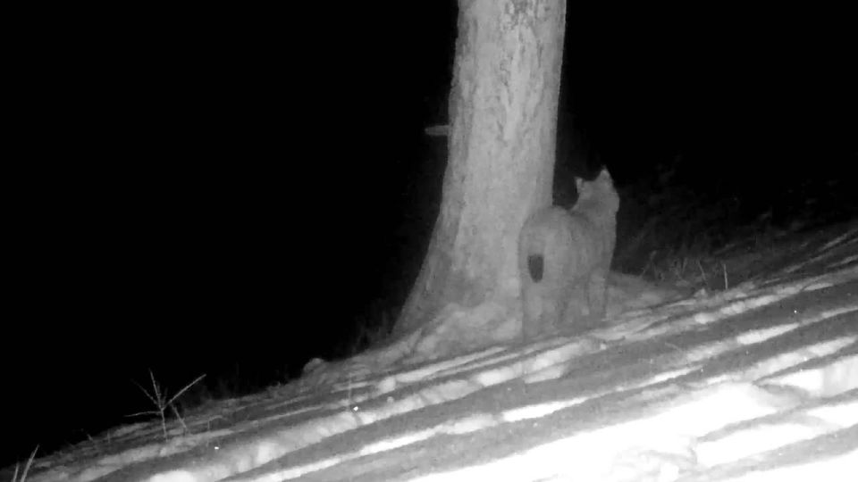 ������ �������� ���������� ���� ������ � ����������� �� ���������� �����-���������� �����������