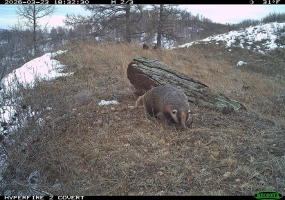 Ночные хулиганы на прогулке: барсуки вновь попали в фотоловушку Хакасского заповедника