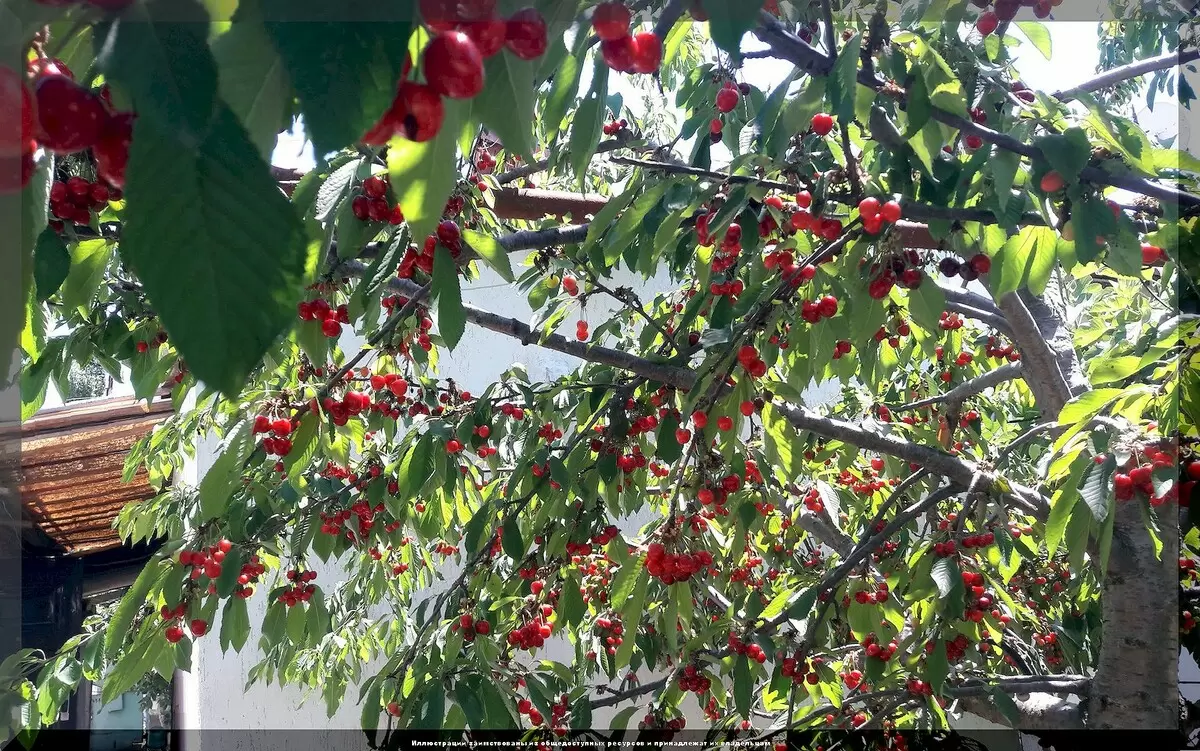 Кто станет идеальным соседом для вишни: от гнусных хищников до достойных партнеров