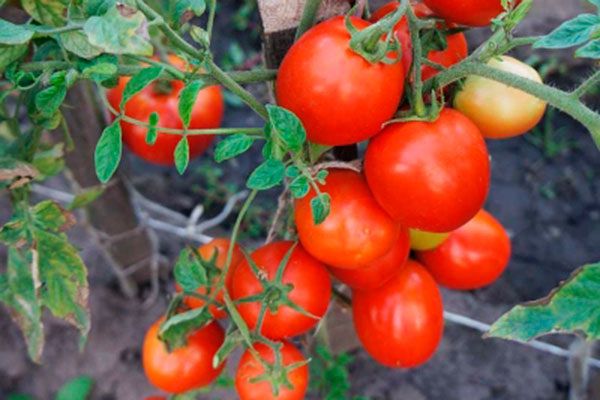 ����� �����: �������� ����������� ������ ������ �������