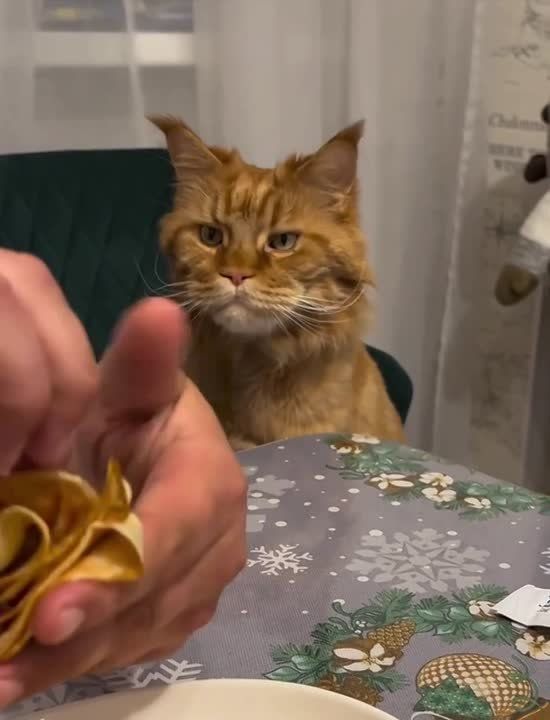 ������ ����, �������!