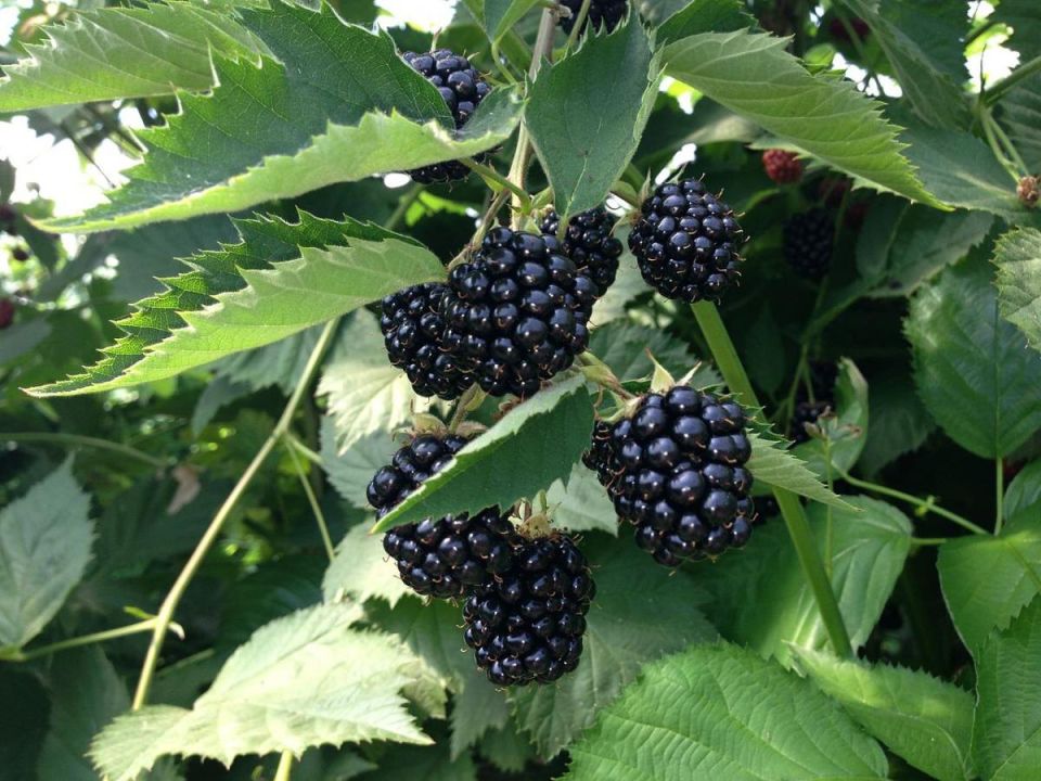 ������� �������� ������� �������: ��� �������� ������ ������