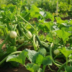 Как получить рекордный урожай кабачков: две простые подкормки, которые изменят всё