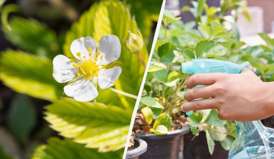 ����������� ������� ������ �������� �� ����� ��������