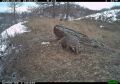 Ночные хулиганы на прогулке: барсуки вновь попали в фотоловушку Хакасского заповедника